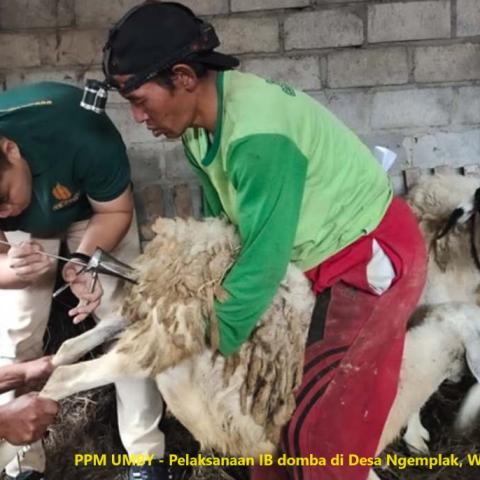 Dosen dan Mahasiswa Peternakan UMBY Melakukan Pengabdian Kawin Suntik Domba