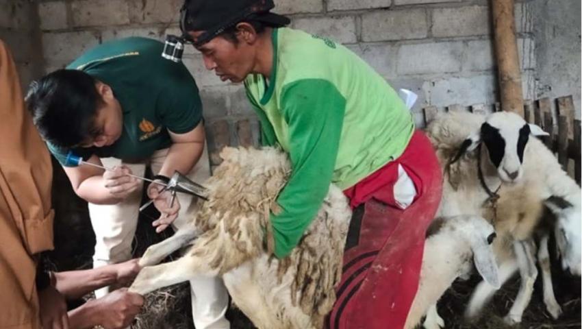 Dosen dan Mahasiswa Peternakan UMBY Melakukan Pengabdian Kawin Suntik Domba